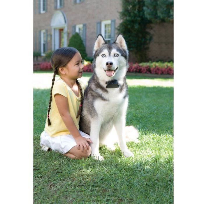 Anti-ontsnapping hondenhek Super radiografisch hek Prf-3004xw-20